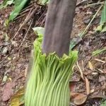 Bunga Bangkai Raksasa Di Kebun Raya Bogor Di Prediksi Akan Mekar