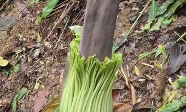 Bunga Bangkai Raksasa Di Kebun Raya Bogor Di Prediksi Akan Mekar
