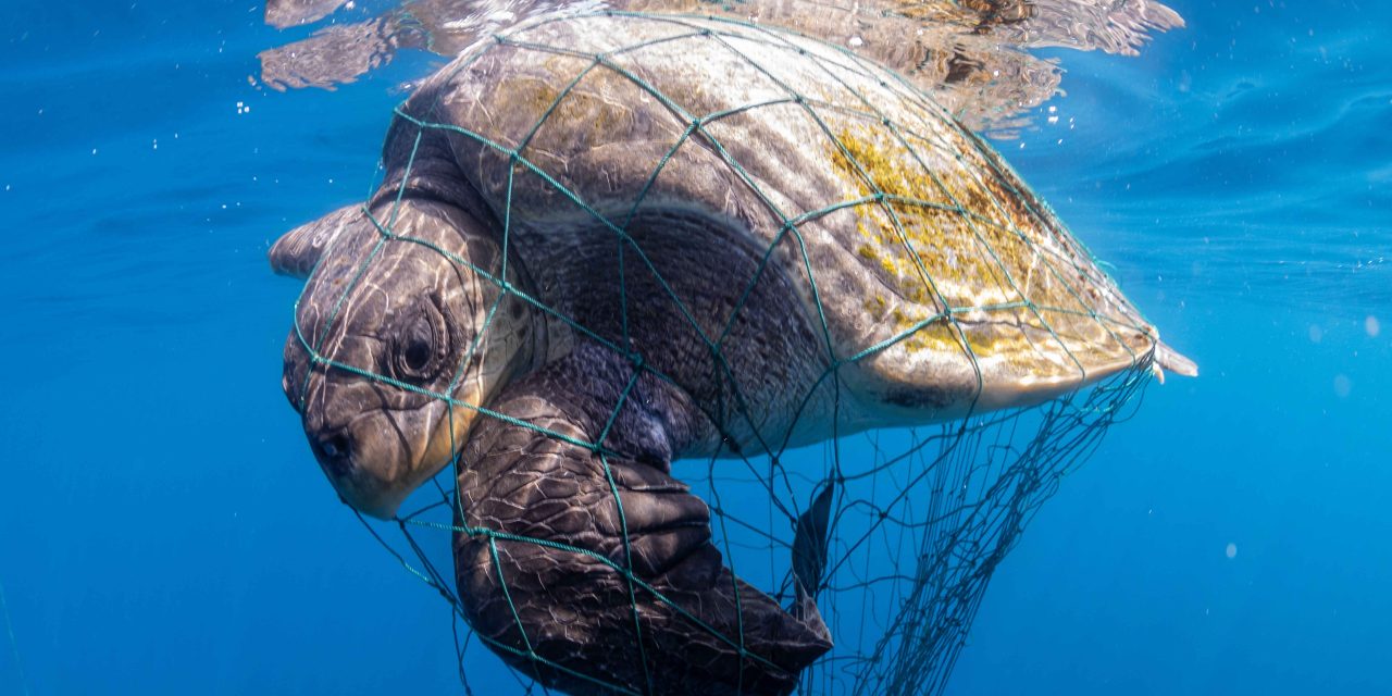 Ancaman Terhadap Penyu Di Alam Liar