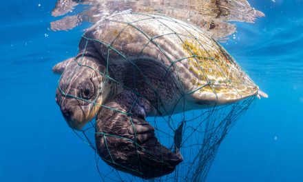 Ancaman Terhadap Penyu Di Alam Liar