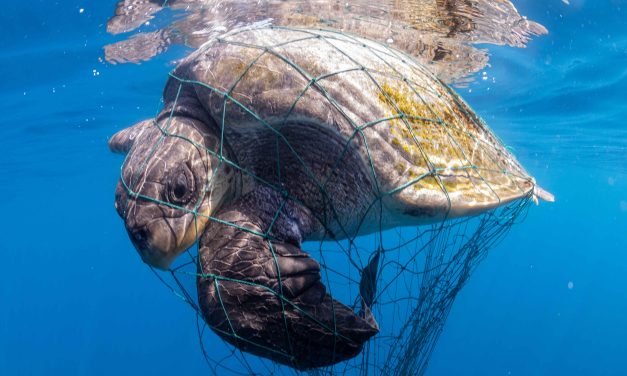 Ancaman Terhadap Penyu Di Alam Liar