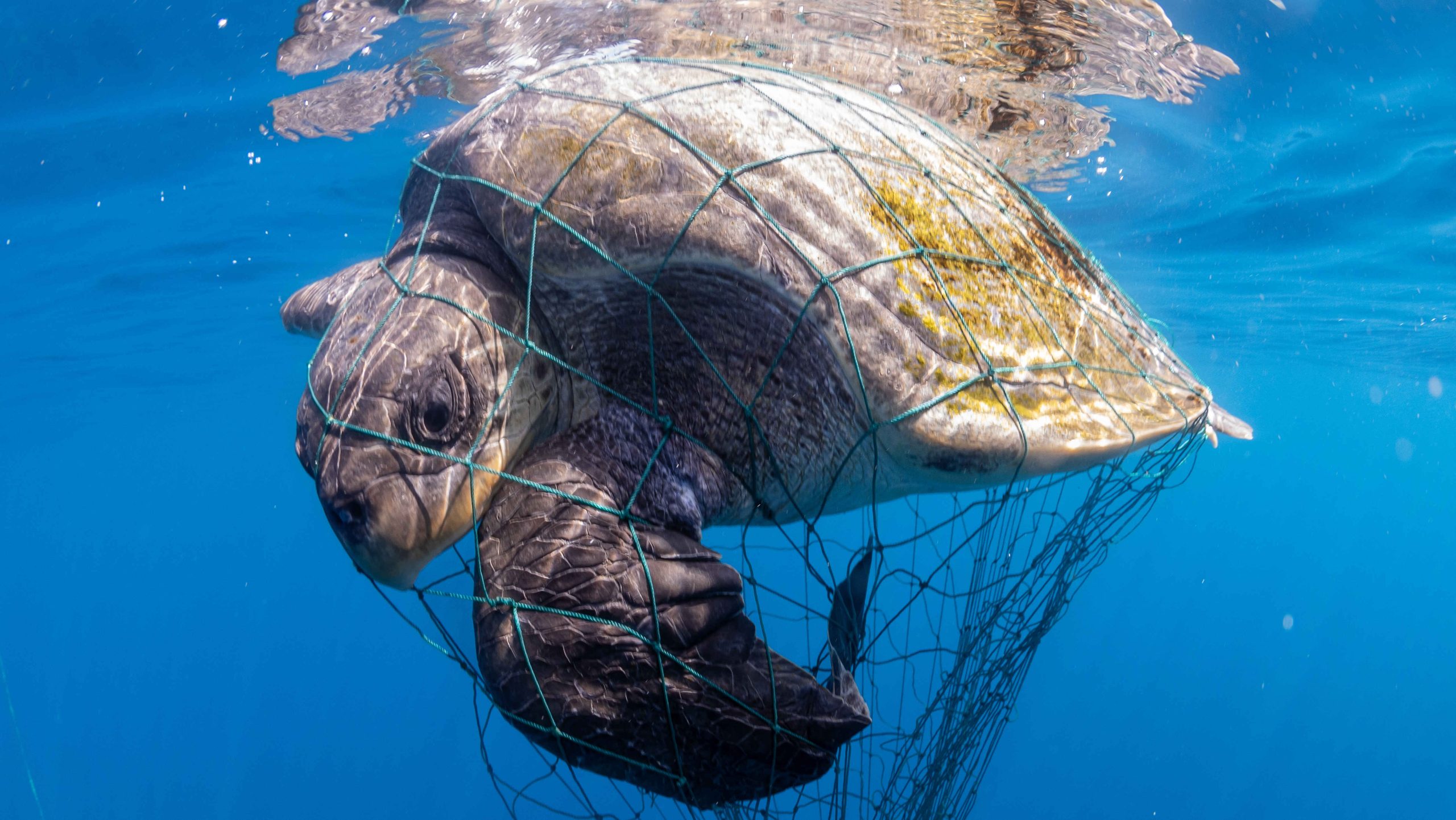 Ancaman Terhadap Penyu Di Alam Liar