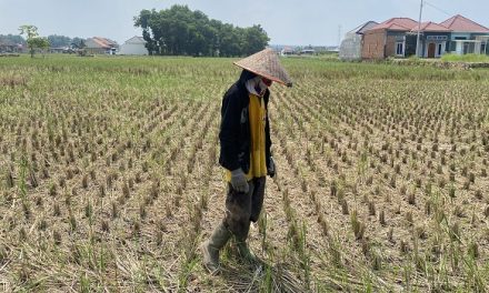 Dampak Musim Semi Terhadap Pertanian Dan Lingkungan