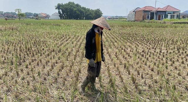 Dampak Musim Semi Terhadap Pertanian Dan Lingkungan