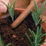 Cara Menanam Dan Merawat Rosemary Di Rumah