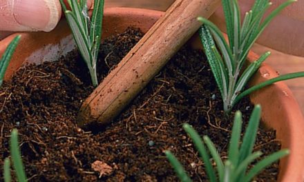 Cara Menanam Dan Merawat Rosemary Di Rumah