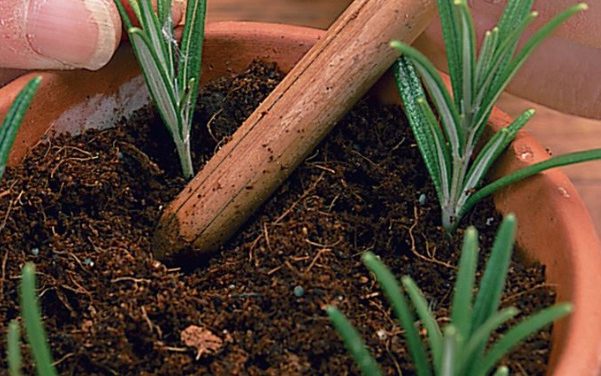 Cara Menanam Dan Merawat Rosemary Di Rumah