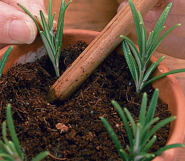 Cara Menanam Dan Merawat Rosemary Di Rumah