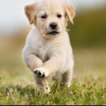 Jenis Anjing Dan Karakteristiknya Yang Perlu Diketahui