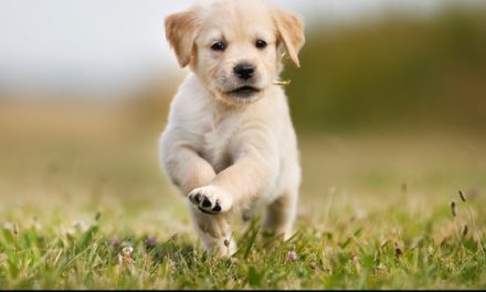 Jenis Anjing Dan Karakteristiknya Yang Perlu Diketahui