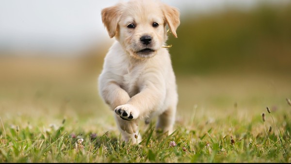 Jenis Anjing Dan Karakteristiknya Yang Perlu Diketahui