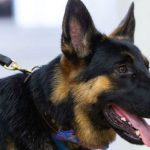 Jenis Anjing K9 Dan Kemampuannya Yang Luar Biasa