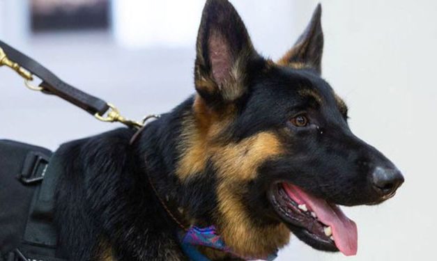 Jenis Anjing K9 Dan Kemampuannya Yang Luar Biasa