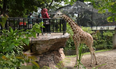 Kebun Binatang: Edukasi Dan Hiburan Dalam Satu Tempat