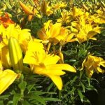 Makna Keindahan Bunga Lily Dan Cara Merawatnya