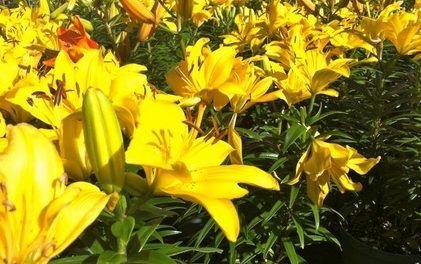 Makna Keindahan Bunga Lily Dan Cara Merawatnya