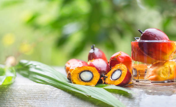 Manfaat Kelapa Sawit Bagi Perekonomian Dan Kehidupan Manusia