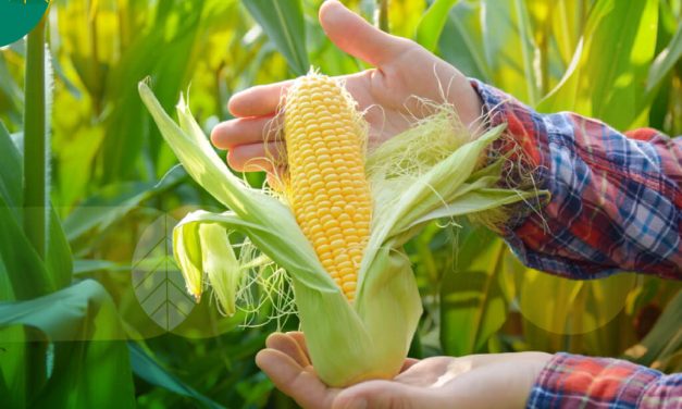 Tahapan Penting Dalam Budidaya Jagung Agar Hasil Maksimal