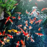 Tips Merawat Ikan Koi Agar Cepat Tumbuh Besar Dan Sehat