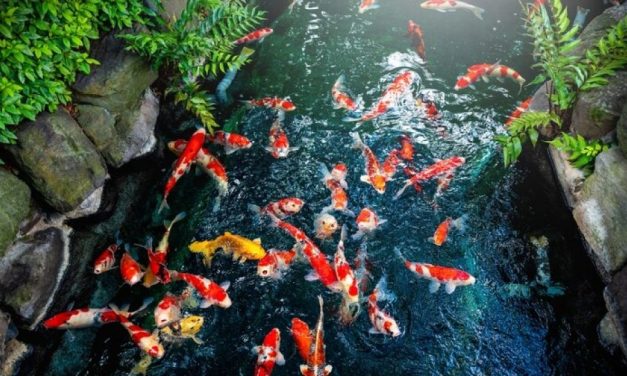 Tips Merawat Ikan Koi Agar Cepat Tumbuh Besar Dan Sehat