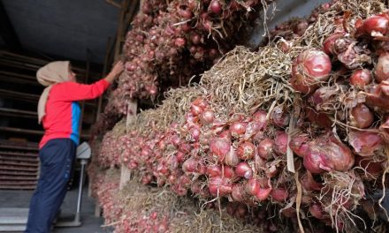 Harga Bawang Naik Turun Dampaknya Terhadap Pedagang Kecil
