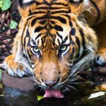 Kehidupan Harimau Sumatra Yang Semakin Terancam Di Alam Liar