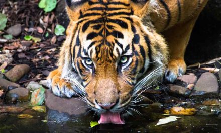 Kehidupan Harimau Sumatra Yang Semakin Terancam Di Alam Liar