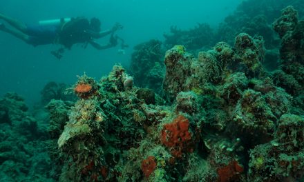 Kondisi Terumbu Karang Indonesia Terancam Aktivitas Manusia