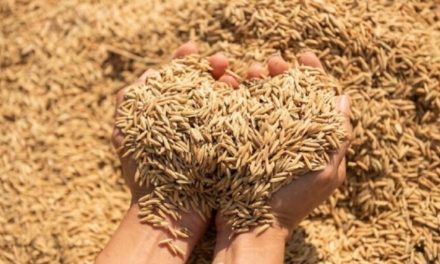 Perang Dan Krisis Pangan Konflik Dunia Mengubah Harga