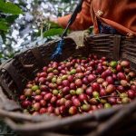 Kopi Arabika Indonesia: Potensi Ekspor Dan Perjalanan Petani