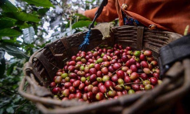 Kopi Arabika Indonesia: Potensi Ekspor Dan Perjalanan Petani