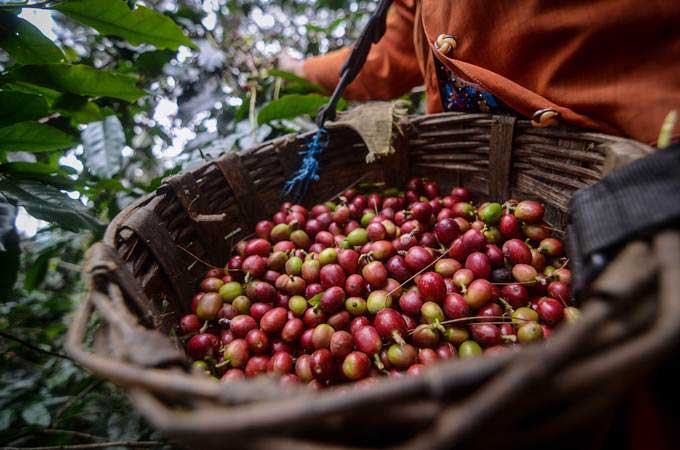 Kopi Arabika Indonesia: Potensi Ekspor Dan Perjalanan Petani