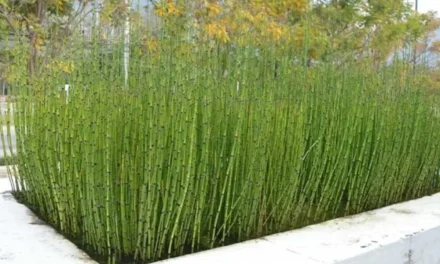 Tanaman Bambu: Jenis, Manfaat, Dan Cara Menanam Agar Subur