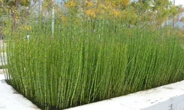 Tanaman Bambu: Jenis, Manfaat, Dan Cara Menanam Agar Subur
