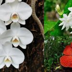 Bunga Nasional Indonesia: Melati, Anggrek Bulan, Dan Raflesia