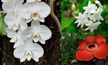Bunga Nasional Indonesia: Melati, Anggrek Bulan, Dan Raflesia