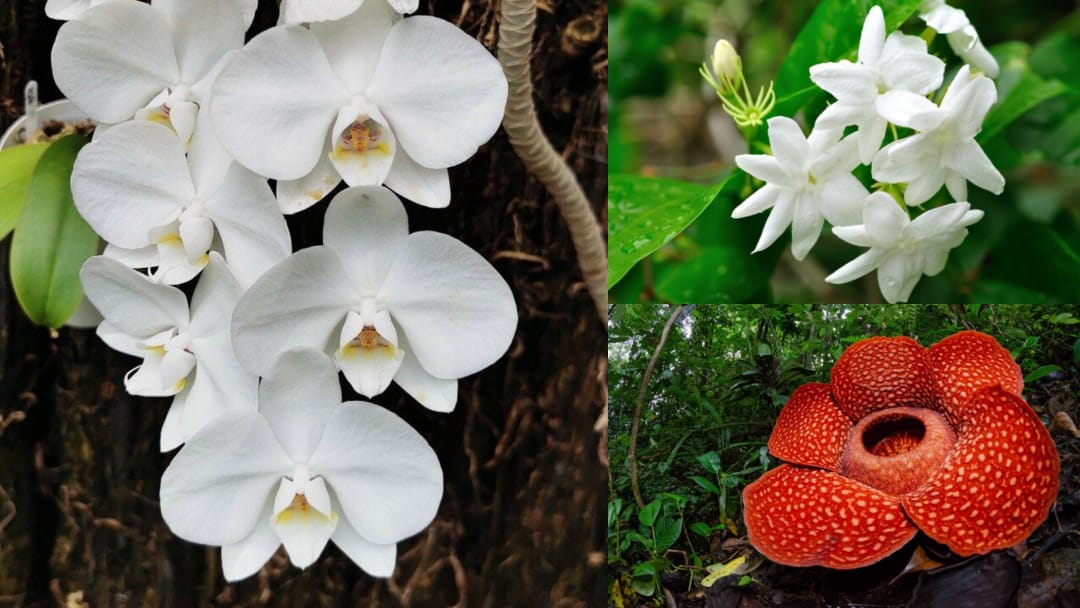 Bunga Nasional Indonesia: Melati, Anggrek Bulan, Dan Raflesia