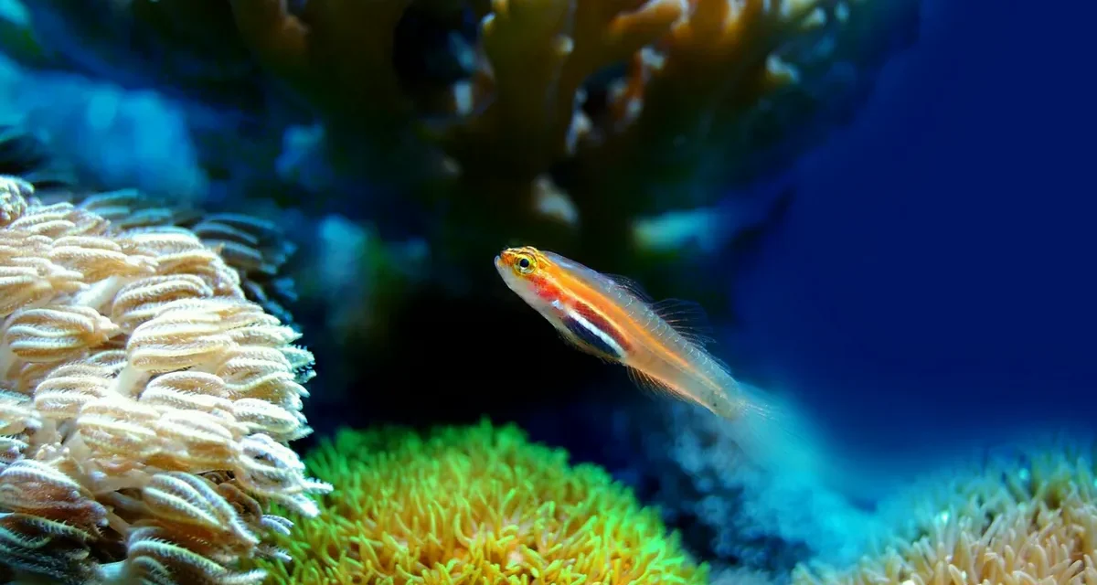 Mengenal Ikan: Keanekaragaman Dan Kehidupan Di Bawah Air