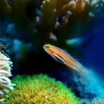 Mengenal Ikan: Keanekaragaman Dan Kehidupan Di Bawah Air