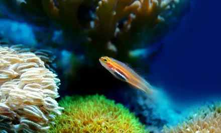 Mengenal Ikan: Keanekaragaman Dan Kehidupan Di Bawah Air