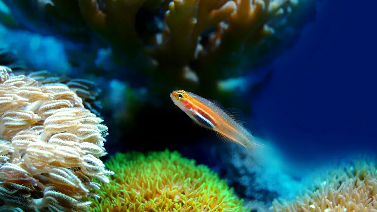 Mengenal Ikan: Keanekaragaman Dan Kehidupan Di Bawah Air