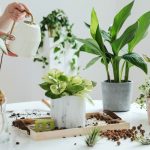 Tips Merawat Tanaman Di Rumah Agar Tumbuh Subur Dan Indah