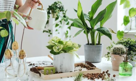 Tips Merawat Tanaman Di Rumah Agar Tumbuh Subur Dan Indah