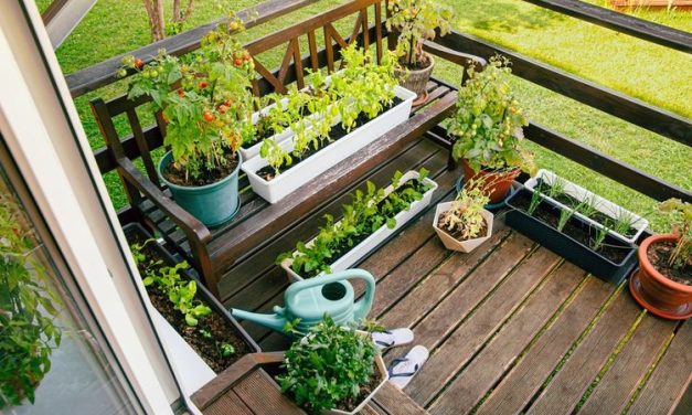 Kebun Mini: Memanfaatkan Lahan Sempit Untuk Bercocok Tanam