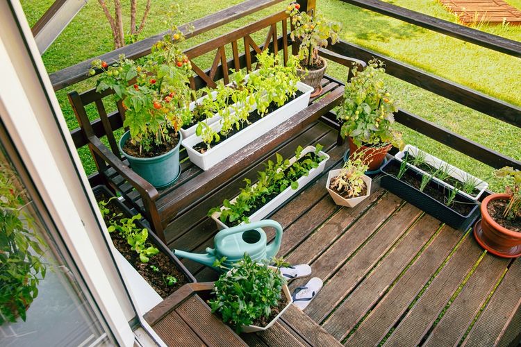 Kebun Mini : Memanfaatkan Lahan Sempit Untuk Bercocok Tanam