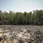 Konservasi Mangrove: Menjaga Ekosistem Pesisir Dari Tekanan