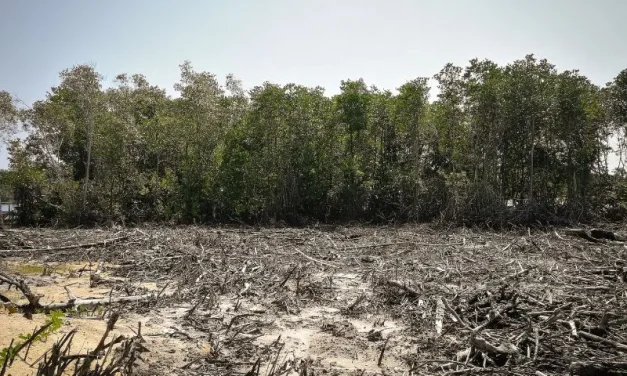 Konservasi Mangrove: Menjaga Ekosistem Pesisir Dari Tekanan