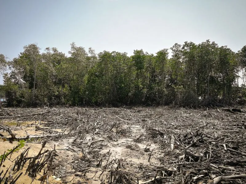 Konservasi Mangrove: Menjaga Ekosistem Pesisir Dari Tekanan