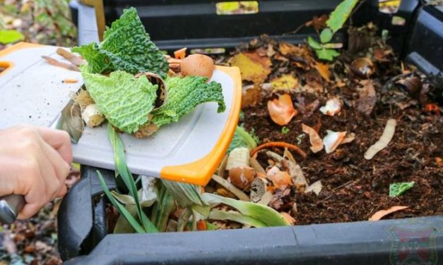 Sampah Organik: Memanfaatkan Sisa Makanan Menjadi Kompos